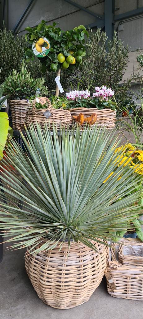 Yucca Rostrata - palmlelie, Tuin en Terras, Planten | Tuinplanten, Ophalen