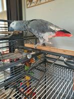 Grijze roodstaart  , neem contact voor verdere inlichtingen., Dieren en Toebehoren