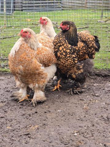 Broedeieren brahma goud wit gezoomd beschikbaar voor biedingen