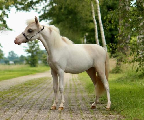 Miniatuurpaardjes, Dieren en Toebehoren, Pony's, Merrie