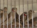 Bandvinken te koop, Dieren en Toebehoren, Vogels | Overige Vogels, Meerdere dieren, Tropenvogel