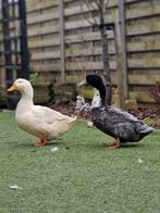2 mannelijke eenden, Dieren en Toebehoren, Eend