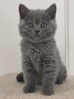 Brits Korthaar kitten (kattin), Gechipt, 0 tot 2 jaar, Poes