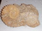 Ammonite en matrice, duo, Bassin parisien,, Collections, Minéraux & Fossiles, Enlèvement ou Envoi