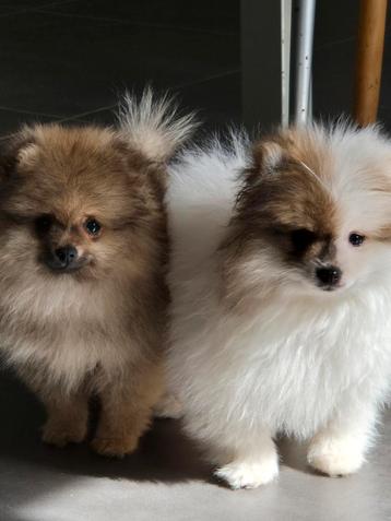 Pomeriaan pups, Dieren en Toebehoren, Honden | Poolhonden, Keeshonden en Oertypen, België, Fokker | Hobbymatig, Keeshond, CDV (hondenziekte)