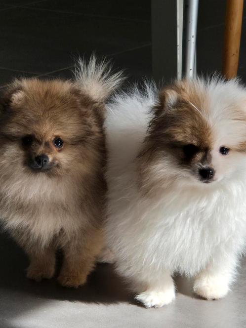 Pomeriaan pups, Dieren en Toebehoren, Honden | Poolhonden, Keeshonden en Oertypen, Meerdere dieren, Keeshond, Fokker | Hobbymatig