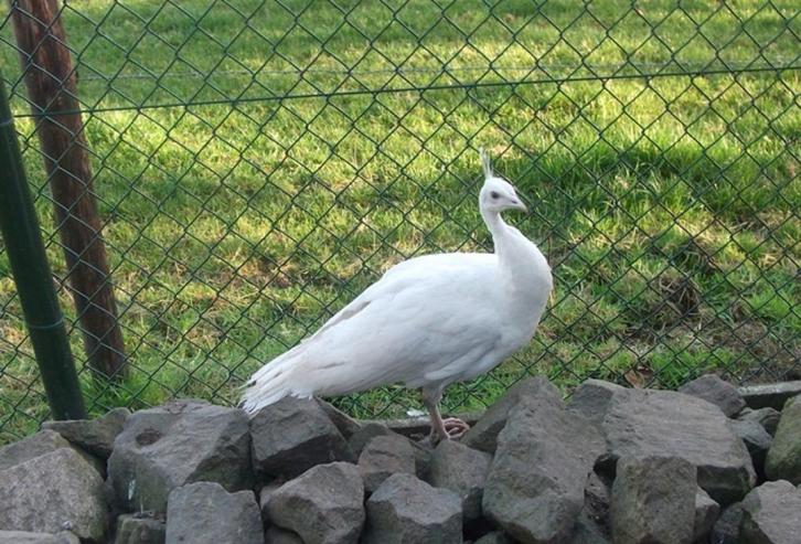 Jonge pauwen 2025, Dieren en Toebehoren, Pluimvee