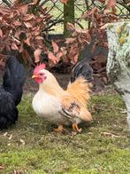 jonge CHABO haan, Animaux & Accessoires, Mâle, Poule ou poulet