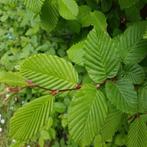 Haagplanten (Beuk ,Haagbeuk Ligustrum ), Tuin en Terras, Ophalen of Verzenden, Haagbeuk, Haag