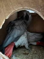 Couple gris du gabon reproducteur, Animaux & Accessoires, Oiseaux | Perruches & Perroquets