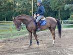 5-jarige Flipper d'Elle x Triomphe de Muze, Dieren en Toebehoren, Paarden, Springpaard, B, Gechipt, Ruin