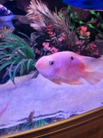 Papegaai cichlid xl, Dieren en Toebehoren