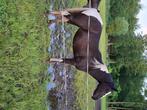 Paint horse, Westernpaard, Onbeleerd, Merrie, 0 tot 2 jaar
