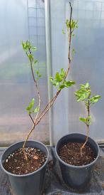 Pistachenoot, Overige soorten, Lente, 100 tot 250 cm, Ophalen