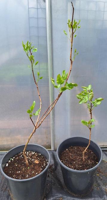 Pistachenoot beschikbaar voor biedingen