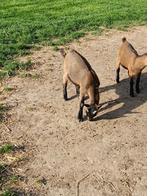Bokjes, Dieren en Toebehoren, Schapen, Geiten en Varkens