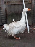 Onverwant koppel wit/ bonte krulveer ganzen 2025