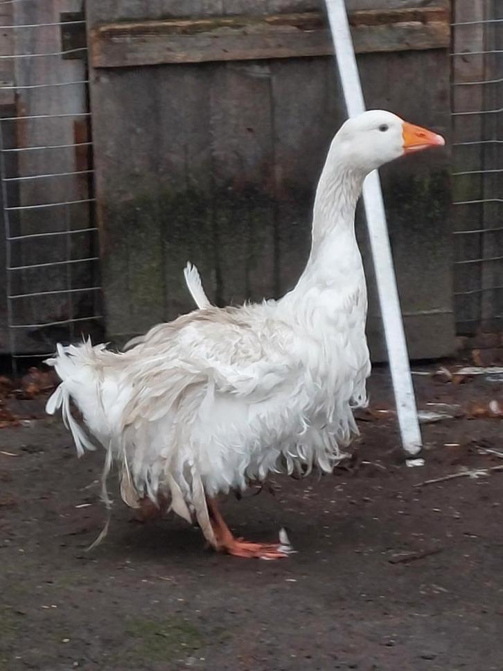 Onverwant koppel wit/ bonte krulveer ganzen 2025, Dieren en Toebehoren, Pluimvee