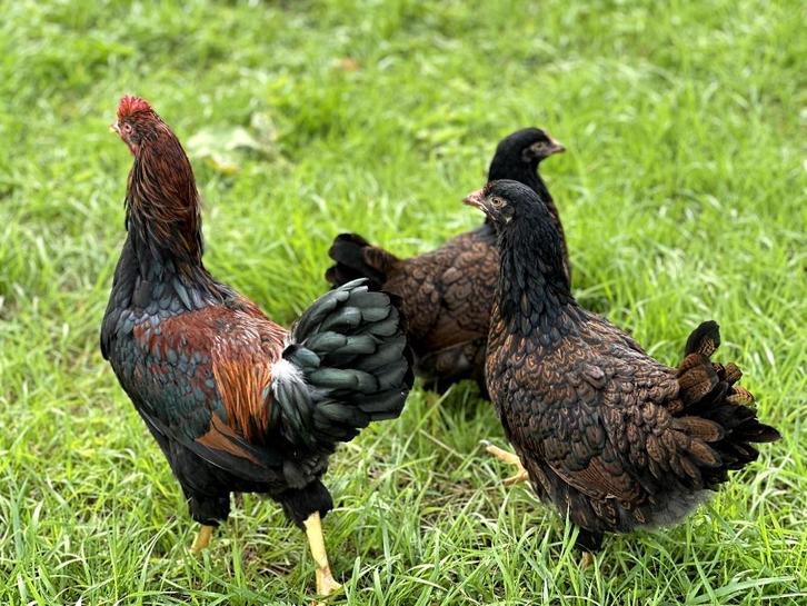 Barnevelder kippen Bruin gezoomd hennen gesekst en ingeënt, Dieren en Toebehoren, Pluimvee, Kip, Vrouwelijk