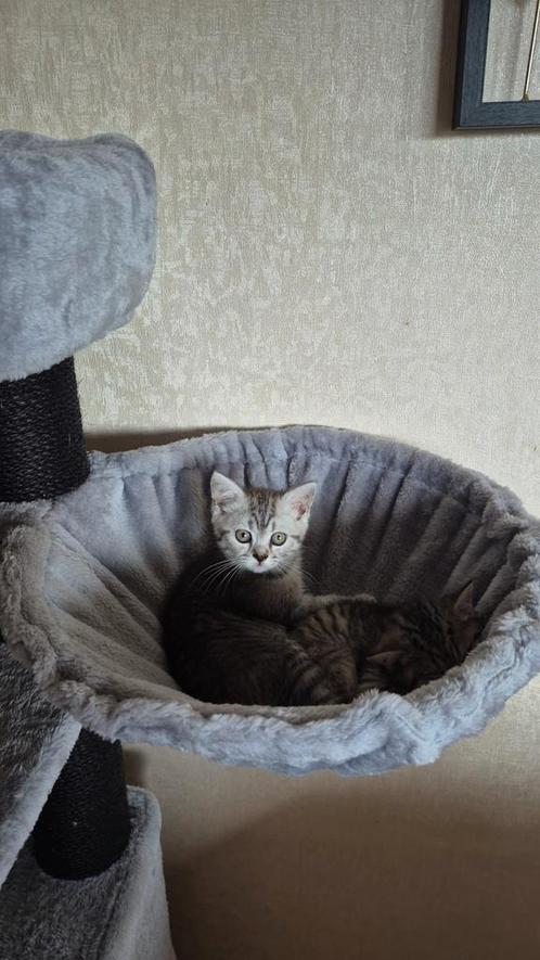 Super tam britse korthaar poesjes, Dieren en Toebehoren, Katten en Kittens | Raskatten | Korthaar, Poes, Met stamboom, Gechipt