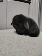 Minilop rammetje te reserveren, Mâle, Nain, Oreilles tombantes, 0 à 2 ans