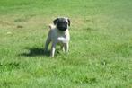 Mopshond pups 💖💖💖, Dieren en Toebehoren, Honden | Bulldogs, Pinschers en Molossers, 15 weken tot 1 jaar, Overige rassen, Buitenland