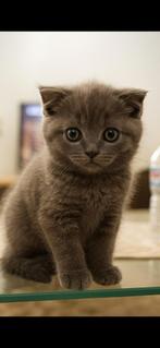 Brits korthaar, Dieren en Toebehoren, Katten en Kittens | Raskatten | Korthaar, Kater, Gechipt, 0 tot 2 jaar
