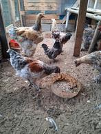 Kippen, Dieren en Toebehoren, Kip