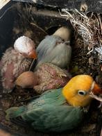 Pale fallows en split pale fallow met dna. In blauw en turqu, Dieren en Toebehoren, Meerdere dieren, Dwergpapegaai of Agapornis