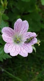 Geranium Vesicolor, reeds gesnoeid, potjes vanaf 1,5 euro, Autres espèces, Été, Enlèvement, Plante fixe