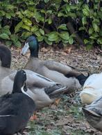 Krombek eend woerd, Dieren en Toebehoren, Pluimvee, Eend