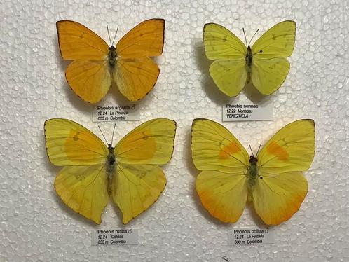 Gele vlinders, Dieren en Toebehoren, Insecten en Spinnen