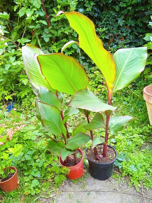 Incapijl, bio en onbespoten, Tuin en Terras, Planten | Tuinplanten, Ophalen