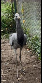 Jufferkraanvogel 2025, Vrouwelijk, Geringd