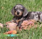 Teckel pups Blue merle-tan korthaar, België, CDV (hondenziekte), 8 tot 15 weken, Korthaar