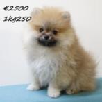 Schattige Pomeriaantjes pup te koop, Dieren en Toebehoren, Honden | Poolhonden, Keeshonden en Oertypen, Keeshond, 15 weken tot 1 jaar