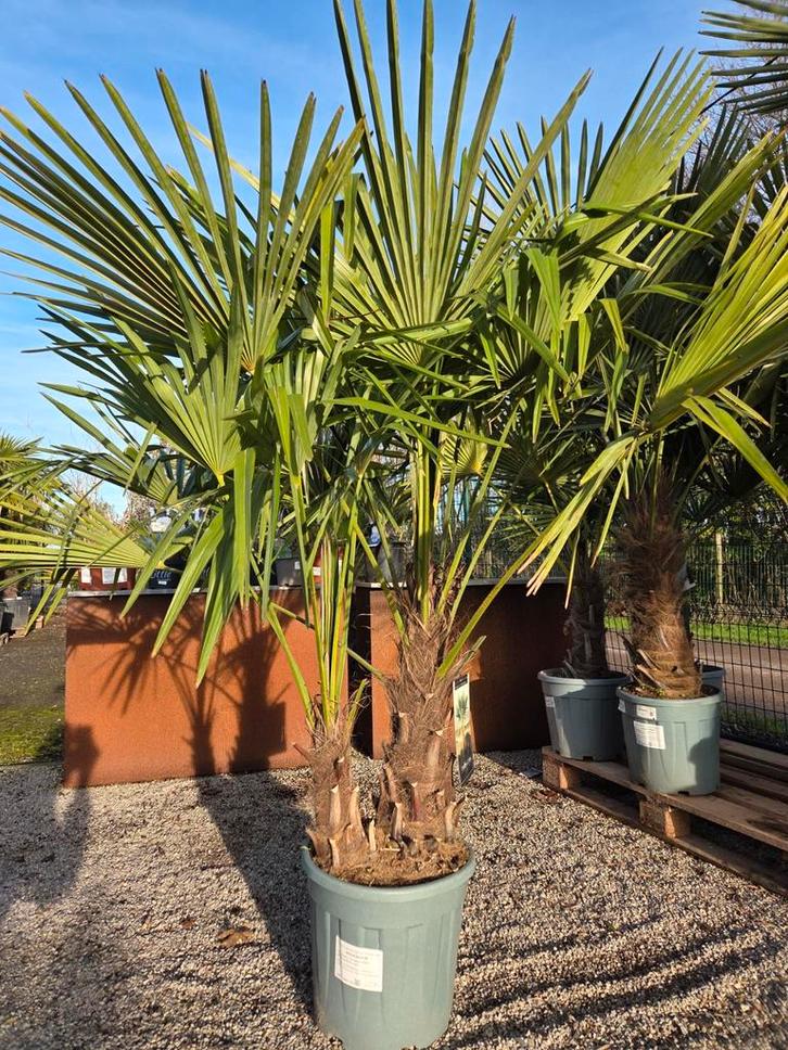 Winterharde palmboom Trachycarpus Fortunei- 2 stam, Jardin & Terrasse, Plantes | Arbres, Palmier, Enlèvement