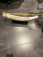 Sier slagtand, Antiek en Kunst, Ophalen