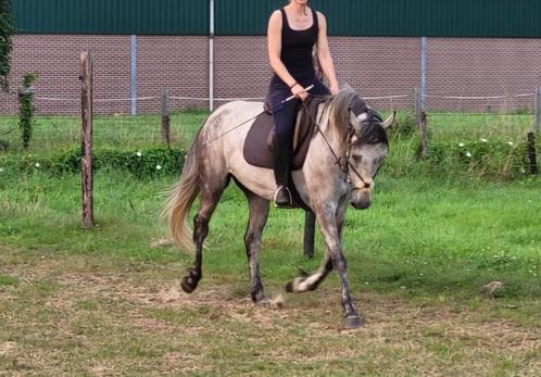 Super mooie paard met goude hartje te koop, Animaux & Accessoires, Chevaux, Hongre, Débourré, 160 à 165 cm, 3 à 6 ans, Cheval de récréation