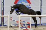 Chique ster predicaat hengst aangeboden!, Dieren en Toebehoren, E pony (1.48m - 1.57m), Gechipt, Dressuurpony, Hengst