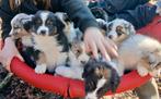 Australische herder, België, Fokker | Hobbymatig, 8 tot 15 weken, Parvo