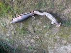 Catalyseur golf VR6, Ophalen, Gereviseerd, Volkswagen