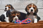 Prachtige Beagle pups, Dieren en Toebehoren, Honden | Beagles, Bassets en Lopende honden, CDV (hondenziekte), Meerdere, 8 tot 15 weken