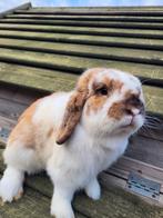 Super lief nederlands dwerg hangoortje