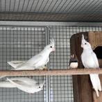 Valkparkieten te koop, Dieren en Toebehoren, Meerdere dieren, Parkiet, Geringd