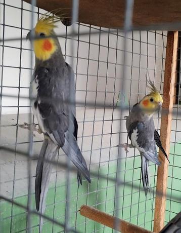 2 mannelijke valkparkieten - NOG 1 MAN OVER, Dieren en Toebehoren, Vogels | Parkieten en Papegaaien
