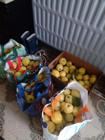 Zeer mooie kweeperen uit mijn tuin 2 euro per kilo beschikbaar voor biedingen