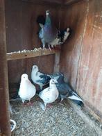 Pigeons mouchetés