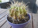 planten, Overige soorten, Volle zon, Vaste plant, Ophalen of Verzenden