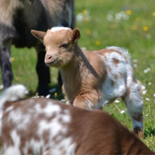 Adorables chèvres naines, Dieren en Toebehoren, Schapen, Geiten en Varkens, Geit, Meerdere dieren